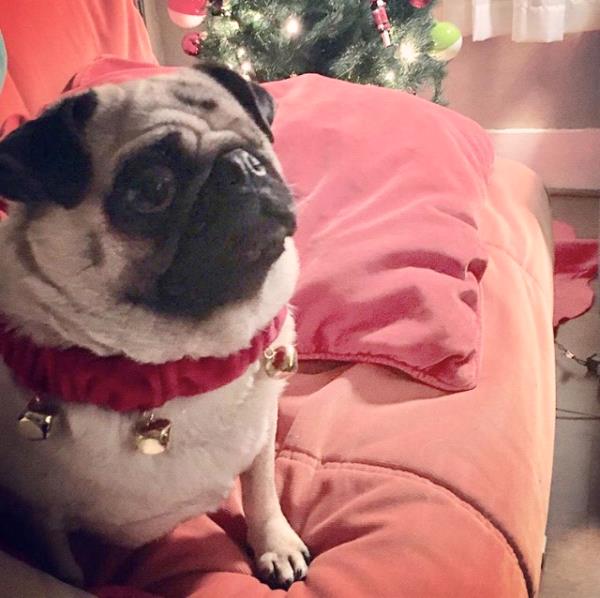 /images/uploads/pug nation rescue of los angeles/pugnation2020/entries/11496thumb.jpg